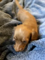 CHLOE'S BOY, a male Miniature Dachshund for sale in Sacramento, CA – Photo 2 of 5