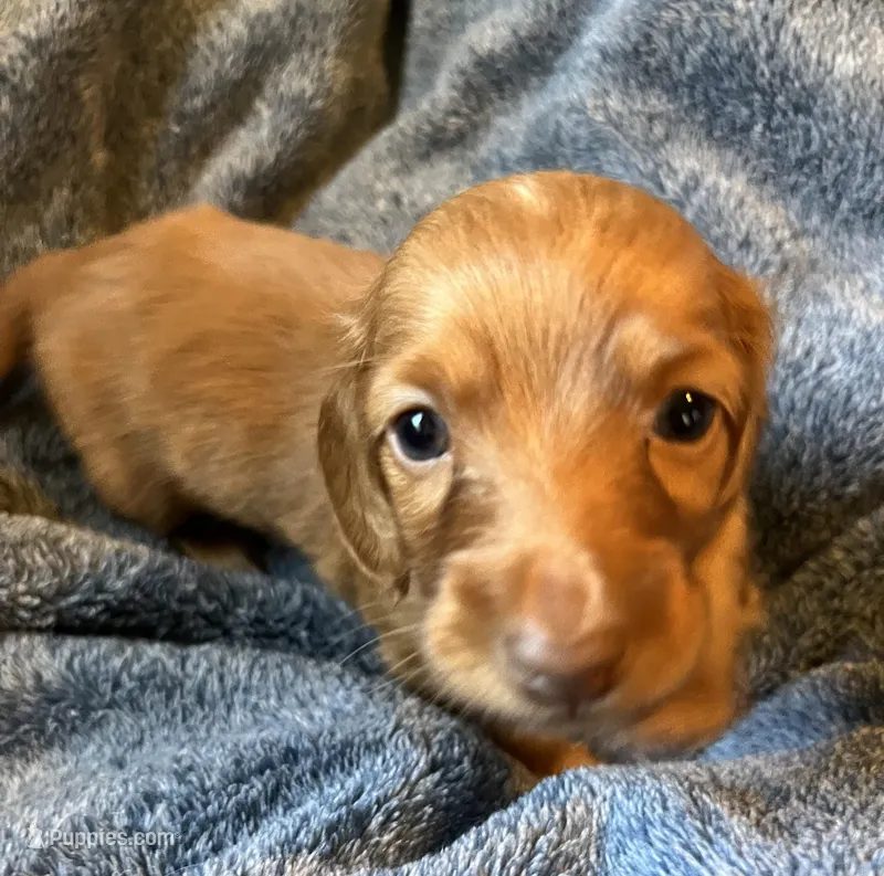 CHLOE'S BOY – Miniature Dachshund puppy for sale in Sacramento, CA