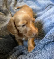 CHLOE'S BOY, a male Miniature Dachshund for sale in Sacramento, CA – Photo 3 of 5