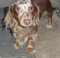 Abby's boy #2, a male Miniature Dachshund for sale in Sacramento, CA – 5 of 5