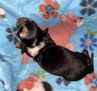 Macy #3 Male, a male Miniature Dachshund for sale in Sacramento, CA – 2 of 6