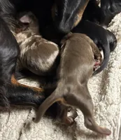 Abby's boy #2, a male Miniature Dachshund for sale in Sacramento, CA – 3 of 5