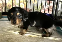 Rain #1 boy, a male Miniature Dachshund for sale in Sacramento, CA – 4 of 6