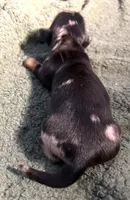 Rain #1 boy, a male Miniature Dachshund for sale in Sacramento, CA – 3 of 5