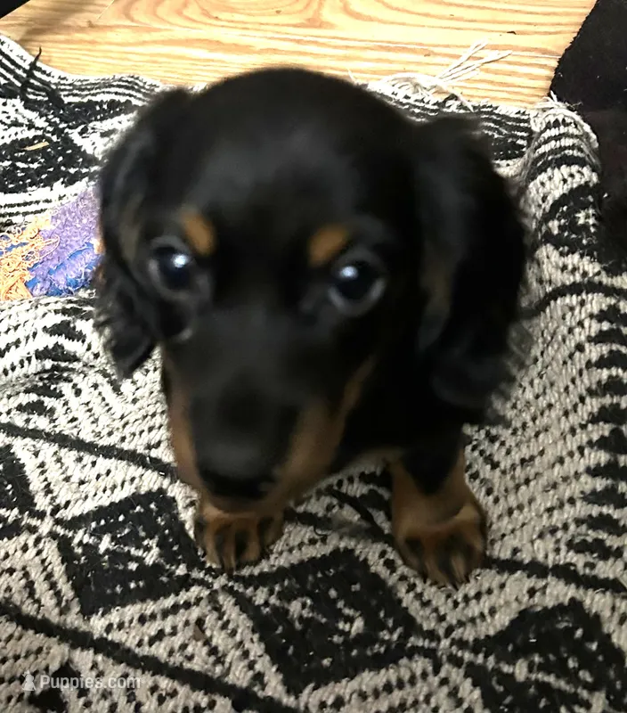 Abby's black girl – Miniature Dachshund puppy for sale in Sacramento, CA