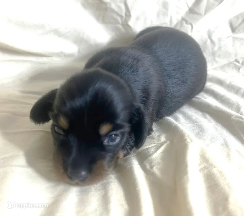 Abby's black girl – Miniature Dachshund puppy for sale in Sacramento, CA