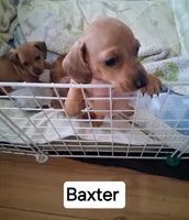 Baxter, a male Miniature Dachshund for sale in Sacramento, CA – 2 of 4