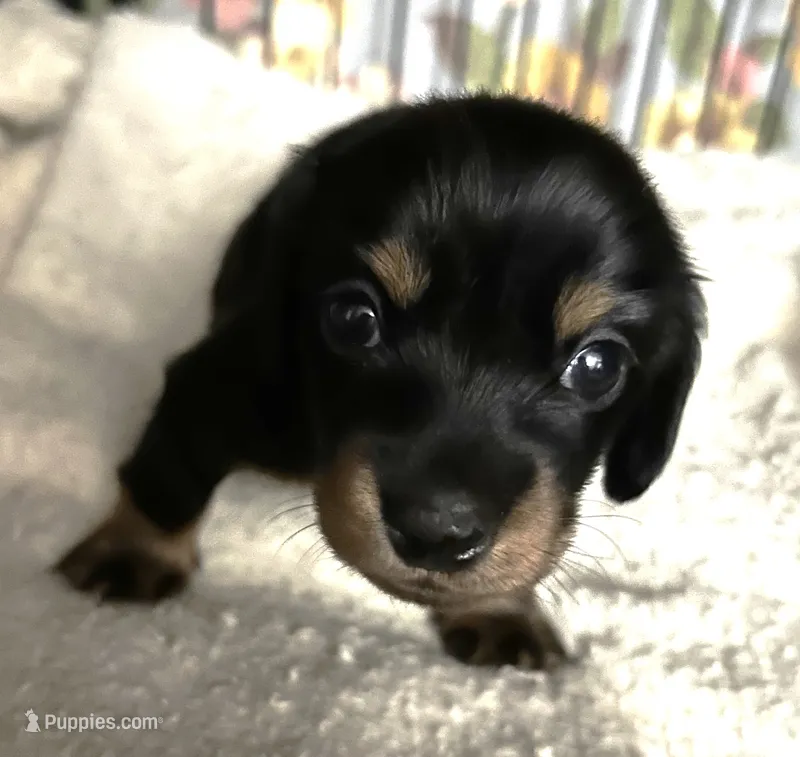 Abby's black girl – Miniature Dachshund puppy for sale in Sacramento, CA