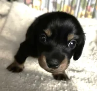 Abby's black girl, a female Miniature Dachshund for sale in Sacramento, CA – 1 of 7