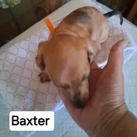 Baxter, a male Miniature Dachshund for sale in Sacramento, CA – 1 of 4