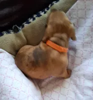 Bailey, a male Miniature Dachshund for sale in Sacramento, CA – 2 of 4