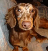 Baxter, a male Miniature Dachshund for sale in Sacramento, CA – 4 of 4