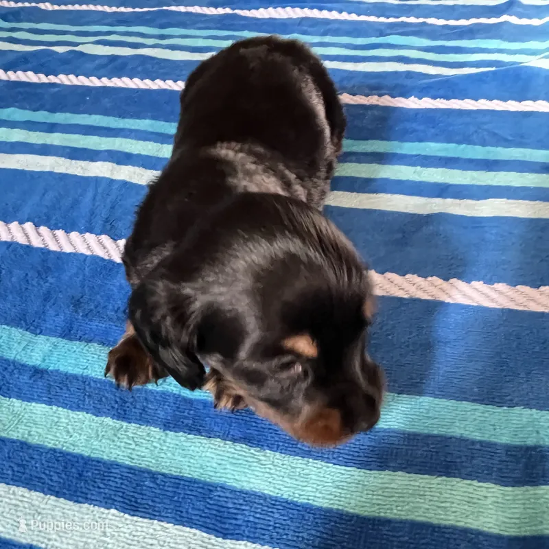 Macy #4 Male – Miniature Dachshund puppy for sale in Sacramento, CA