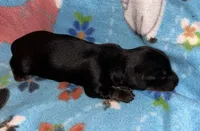 Macy #4 Male, a male Miniature Dachshund for sale in Sacramento, CA – 2 of 6