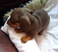 Bixby, a male Miniature Dachshund for sale in Sacramento, CA – 4 of 4