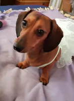 Bixby, a male Miniature Dachshund for sale in Sacramento, CA – 3 of 4