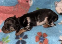 Macy #1, a female Miniature Dachshund for sale in Sacramento, CA – 5 of 7