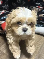 Handsome boy , a male Mal Shi for sale in Parkton, NC – 1 of 2
