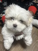 Snowflake , a female Mal Shi for sale in Parkton, NC – 1 of 2