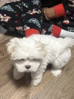 Snowflake , a female Mal Shi for sale in Parkton, NC – 2 of 2