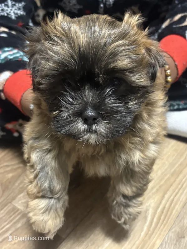 Chocolate  – Mal Shi puppy for sale in Parkton, NC