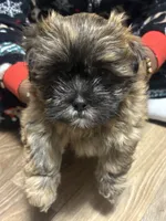 Chocolate , a female Mal Shi for sale in Parkton, NC – 1 of 2