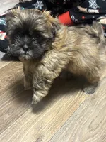 Chocolate , a female Mal Shi for sale in Parkton, NC – 2 of 2