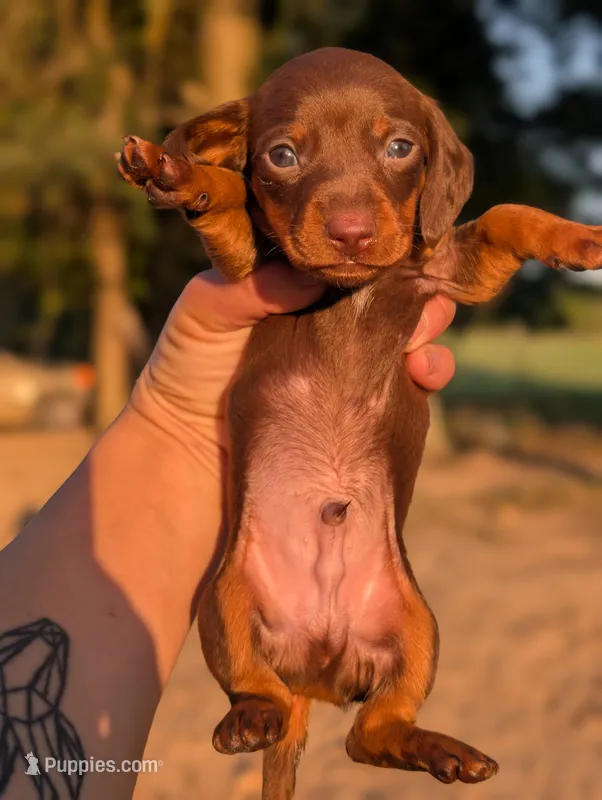 Ace – Miniature Dachshund puppy for sale in Prim, AR