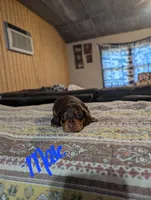 Hugo, a male Miniature Dachshund for sale in Prim, AR – 3 of 3