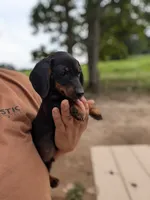 Waylon, a male Miniature Dachshund for sale in Prim, AR – 1 of 6
