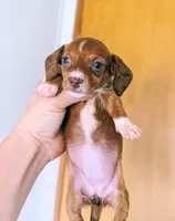 Diamond, a female Miniature Dachshund for sale in Prim, AR – 2 of 5