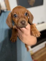 Dip, a female Miniature Dachshund for sale in Prim, AR – 2 of 3