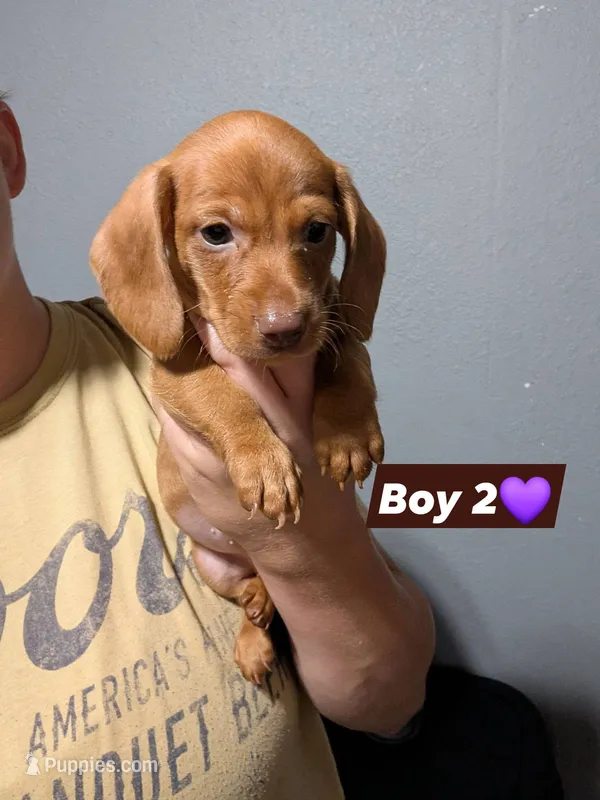 Willie – Miniature Dachshund puppy for sale in Prim, AR