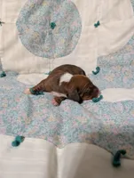 Diamond, a female Miniature Dachshund for sale in Prim, AR – 6 of 9