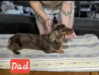 Monkey, a male Chiweenie for sale in Prim, AR – 5 of 6