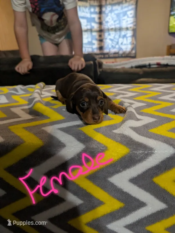 Petunia – Miniature Dachshund puppy for sale in Prim, AR