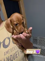 Willie, a male Miniature Dachshund for sale in Prim, AR – 3 of 3