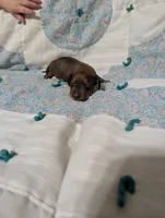 Spade, a female Miniature Dachshund for sale in Prim, AR – 2 of 8