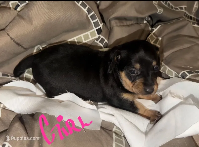 Saphi – Chiweenie puppy on hold in Prim, AR
