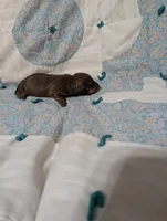 Spade, a female Miniature Dachshund for sale in Prim, AR – 5 of 8