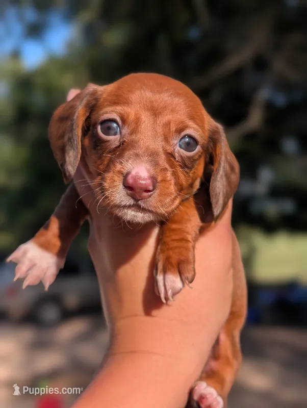 Diamond – Miniature Dachshund puppy for sale in Prim, AR