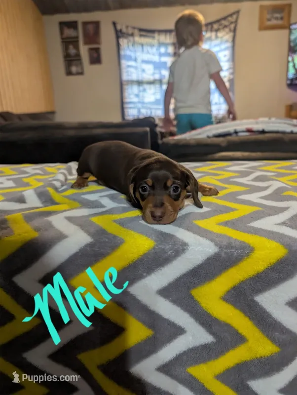 Hugo – Miniature Dachshund puppy for sale in Prim, AR