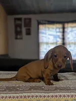 Willy, a male Miniature Dachshund for sale in Prim, AR – 5 of 5