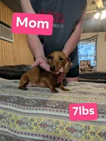 Petunia, a female Miniature Dachshund for sale in Prim, AR – 3 of 4