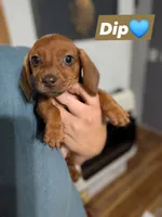 Dip, a female Miniature Dachshund for sale in Prim, AR – 1 of 3