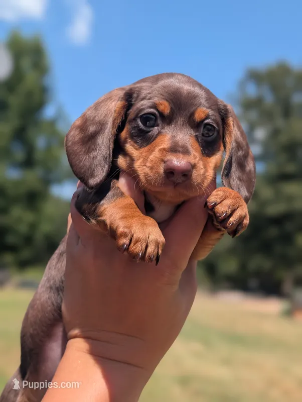 Hugo – Miniature Dachshund puppy for sale in Prim, AR