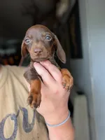 Fiona, a female Miniature Dachshund for sale in Prim, AR – 1 of 3