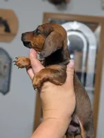 Kip, a female Miniature Dachshund for sale in Prim, AR – 2 of 3