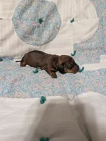 Spade, a female Miniature Dachshund for sale in Prim, AR – 4 of 8