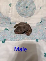 Ace, a male Miniature Dachshund for sale in Prim, AR – 5 of 9